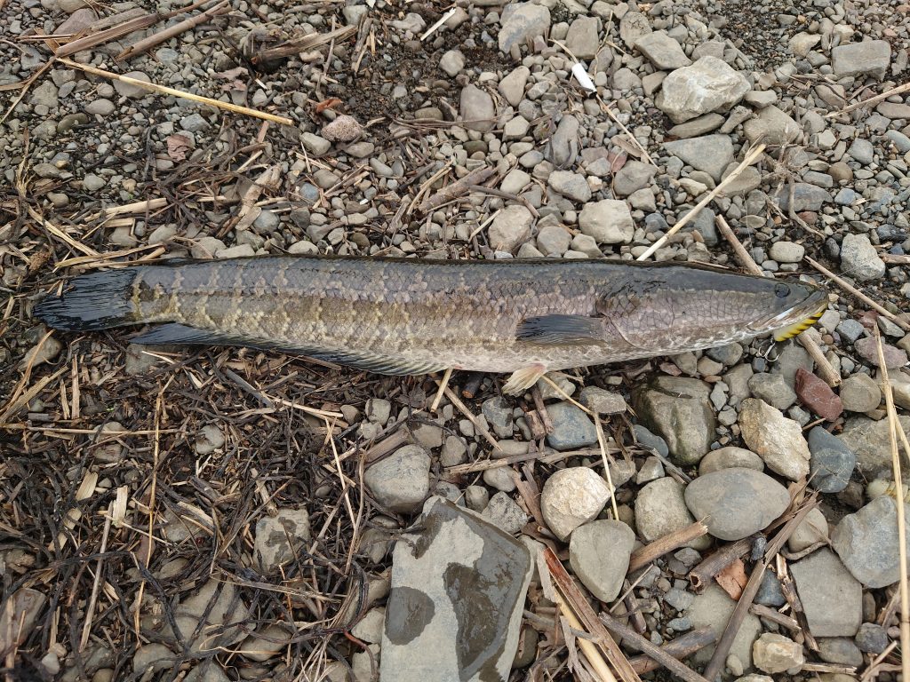 五三川　雷魚