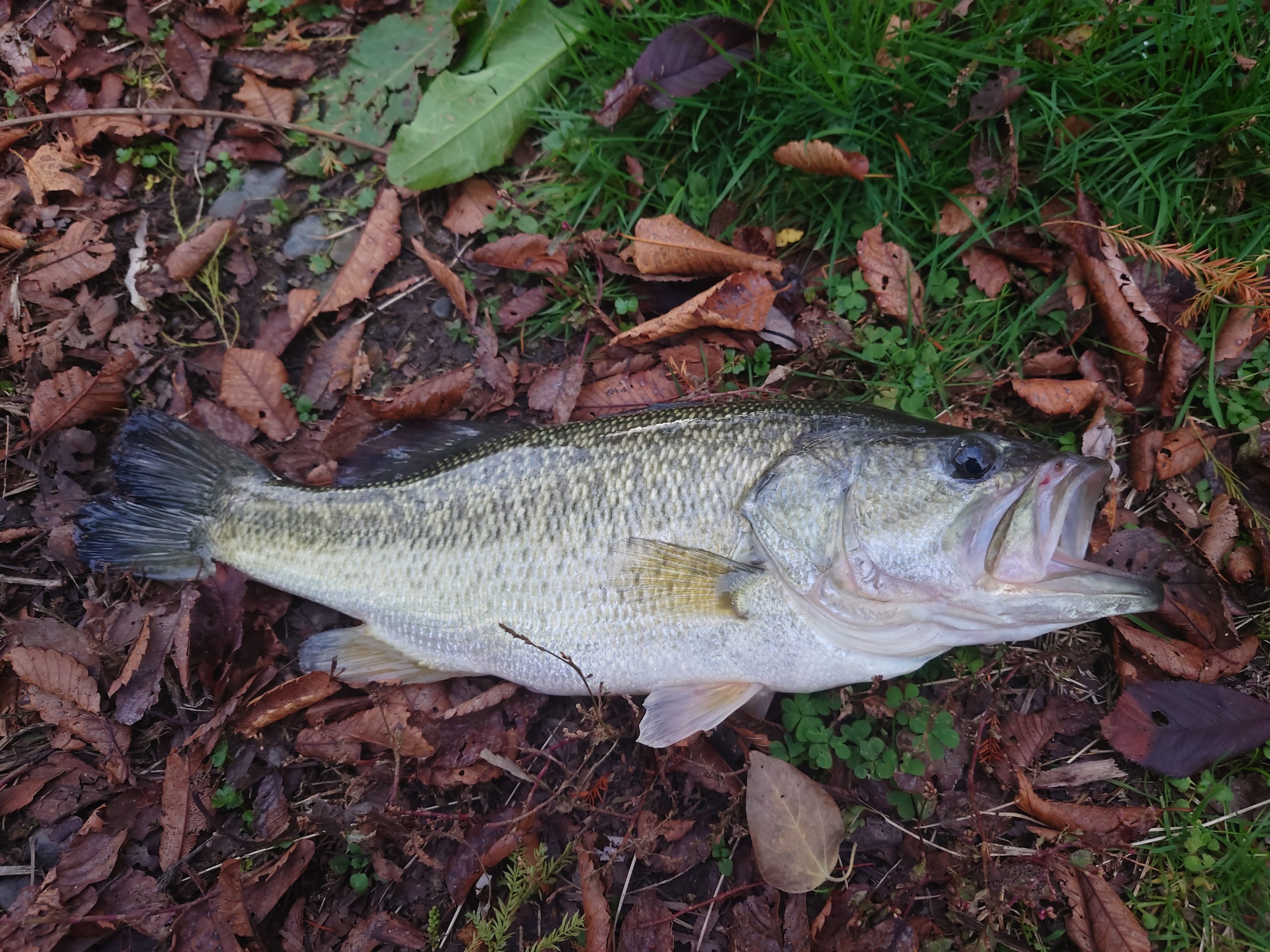 一泊二日の琵琶湖バス釣り旅 田んぼの釣り部ログ