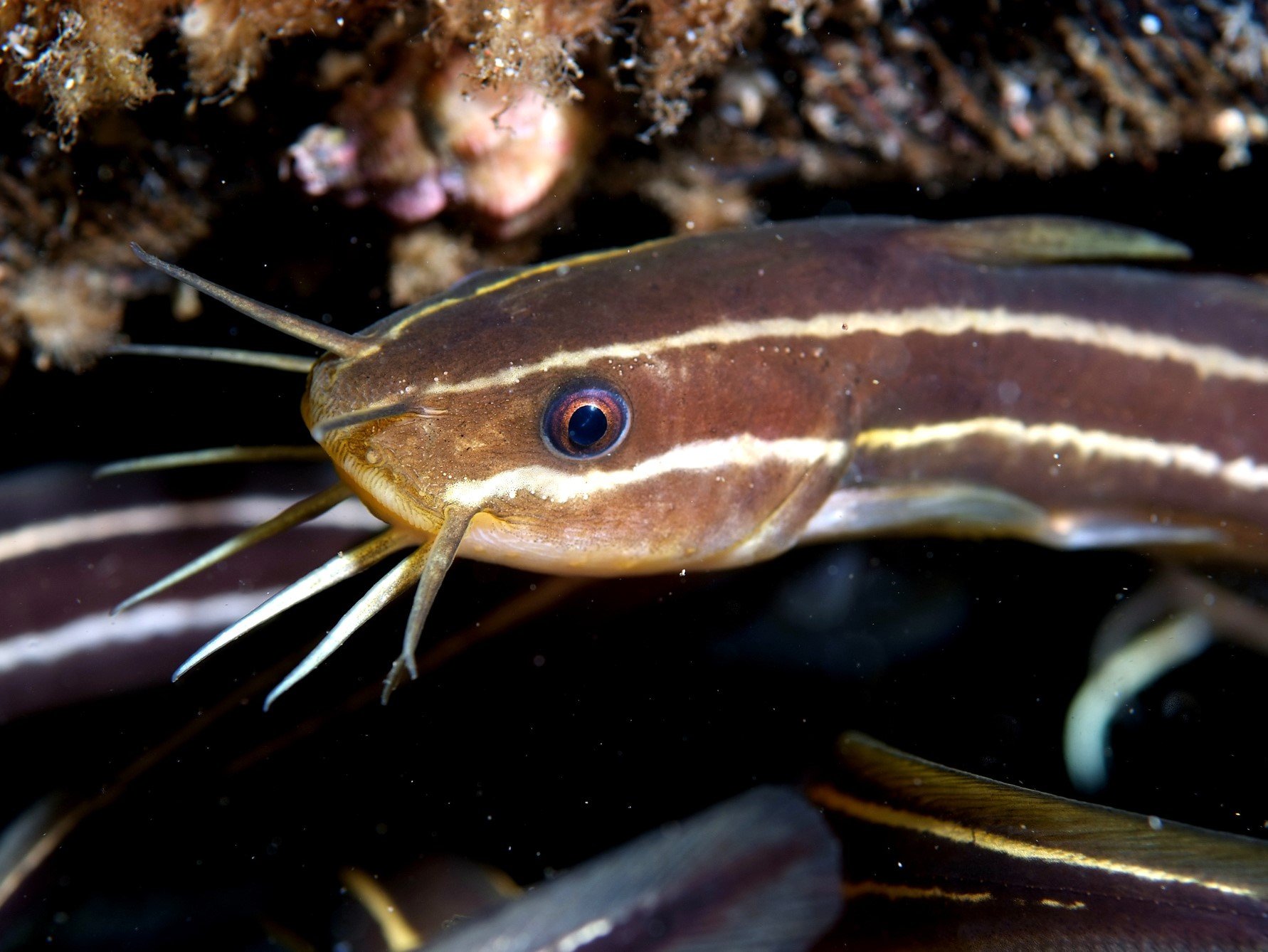 【危険な魚たち】釣れても触ってはいけない魚