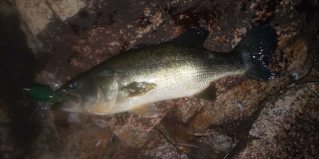 ミステリーベイトで釣れたバス