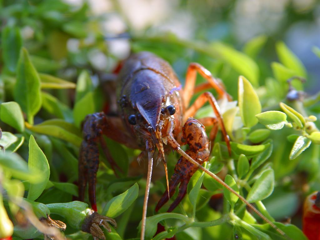 アメリカザリガニ