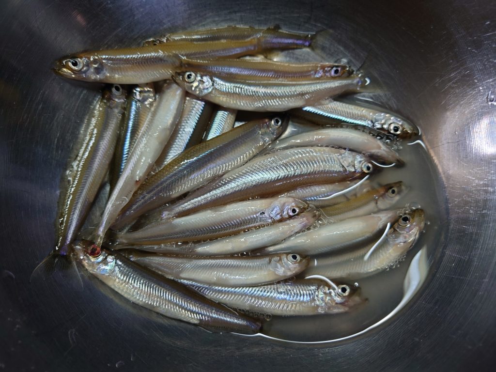 入鹿池　ワカサギを釣って食らう休日