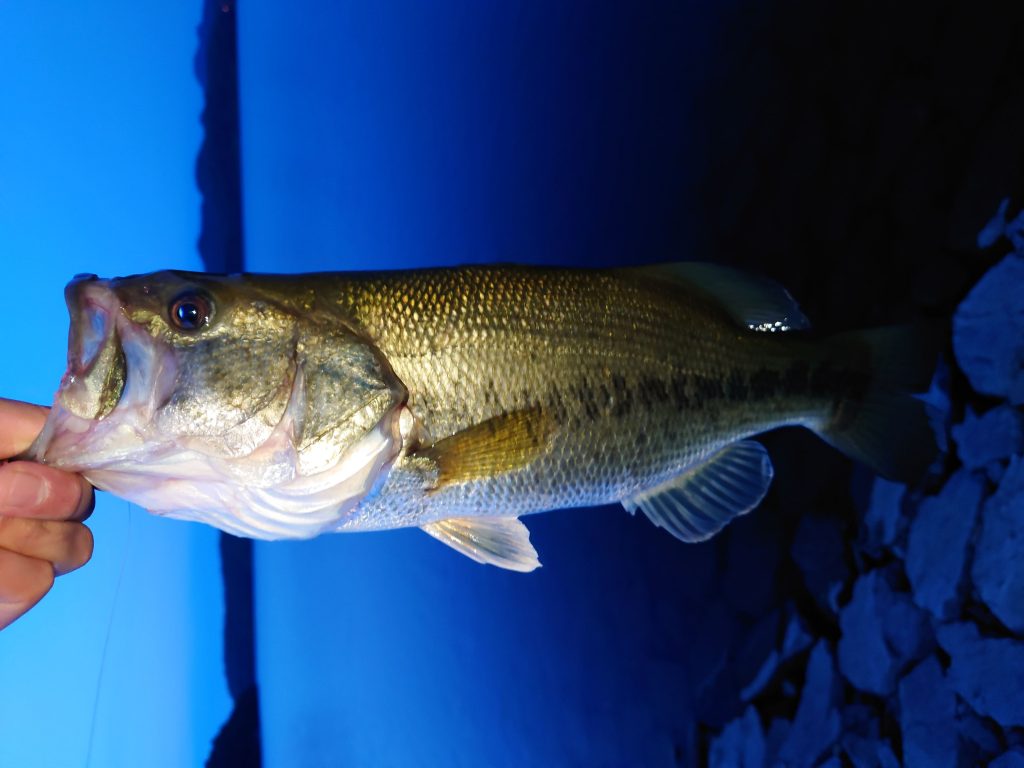 やはり6月の入鹿池は熱い 田んぼの釣り部ログ