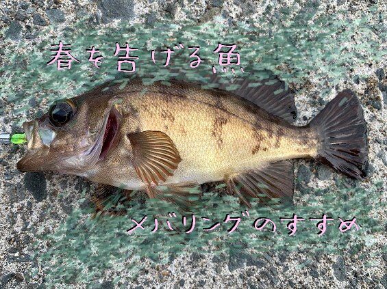 【春告魚】メバリングのすすめ