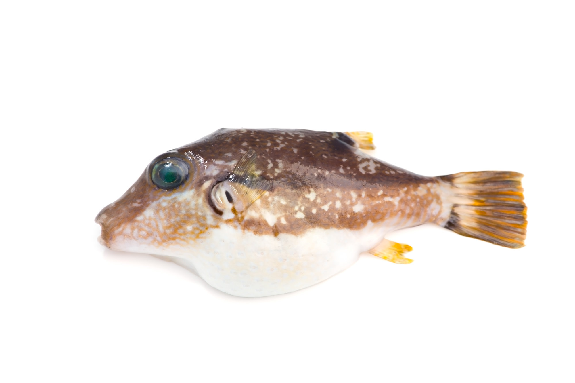 堤防釣りで釣れる「毒魚・危険な魚」図鑑！触ると危ない魚の特徴と対処法 | 田んぼの釣り部ログ